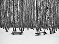 434 - birches and benches - PODWYSOCKA Beata - poland